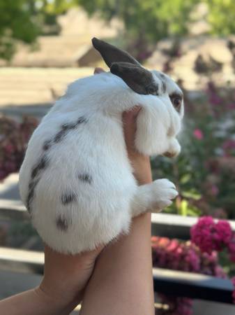 Bunny/Ribbit Male (Sacramento)63679272539521123