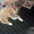 Kittens 3 thumbnail
