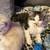 Kittens!!!! 7 thumbnail