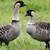 Looking for “Nene” Hawaii goose 1 thumbnail