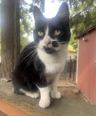 Beautiful and Sweet abandoned cat needs an indoor home! 1