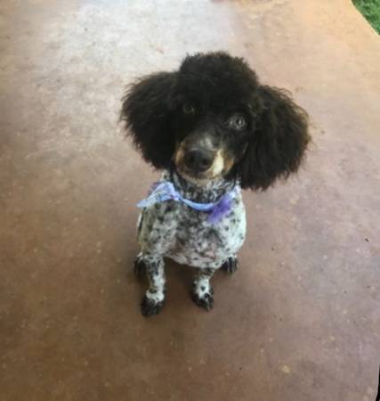 Female and male mini poodles63812867419137120