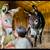 Standard Donkeys 8 thumbnail