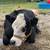 Mini Cow 2 thumbnail