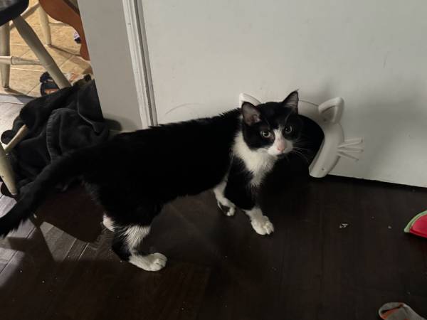 Cat needs a home assp 1