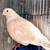 Fancy pigeons 3 thumbnail