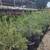 Bamboo, clumping 17 thumbnail