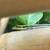 Day Geckos—phelsuma klemmeri & quadriocellata 2 thumbnail