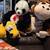 New Stuff Animals 1 thumbnail