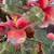 花开富贵- Chinese Bonsai Tree with Jade Leaves /Rose Quartz Flowers 4 thumbnail