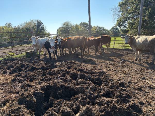 BRED COWS 1