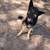 Immediate rehoming Male German Shepherd 8 thumbnail