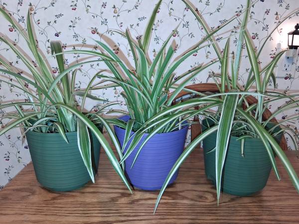 Spider Plants !! 1