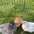 Chicks 3 thumbnail
