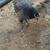 Chickens 4 thumbnail