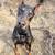 DOBERMAN PUPPIES🖤🤎 6 thumbnail
