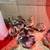 Chicks female only. 10 thumbnail