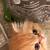 Kitten -rehoming 3 thumbnail