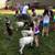 Mobile Petting Zoo 6 thumbnail