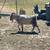 Nigerian Dwarf Kids 8 thumbnail