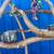 Macaw parrot perch - custom made ! A great socializer for mr Birdee !! 24 thumbnail