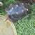 Red footed tortoise pair 1 thumbnail