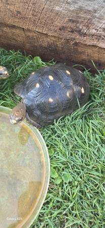Red footed tortoise pair 1
