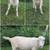 Mini LaMancha Bucklings 3 thumbnail