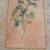 Rosemary, Lavender, Italian Parsley and Other Herb Lithographs Vintage 2 thumbnail