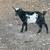 Nigerian dwarf bucklings 1 thumbnail