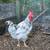 Roosters 1 thumbnail