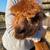 Female alpaca 2 thumbnail