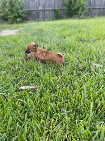 Chihuahua mix puppies (Houston)63859317514497121