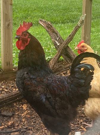 Free Rooster 1