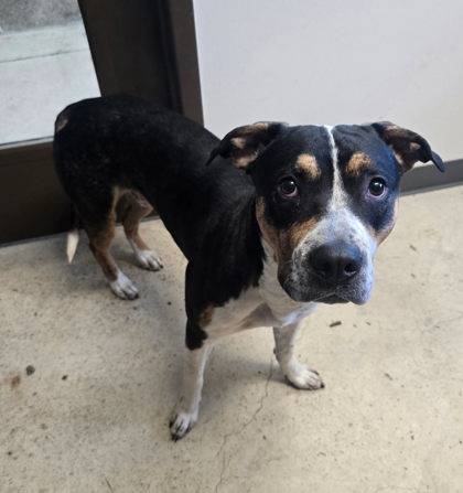 Found Male Dog- A61385127 1