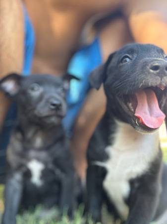 Dos cachorros (Oklahoma City)63976604834307121