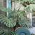 Large split leaf Monstera 2 thumbnail