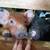 Feeder Pigs 5 thumbnail