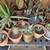 All different Types and Various Cactus's!! 14 thumbnail