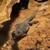 Yellow banded uromastyx 4 thumbnail
