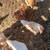 Chicks 2 thumbnail