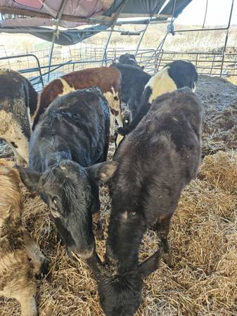 7 beef X feeder calfs 1