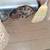 Cats 9 thumbnail