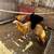 Buff orpington chikens 2 thumbnail