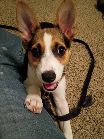 Free neutered male puppy dog (Magnolia TX)63859317760001121
