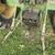 1967 john deere 4020 7 thumbnail