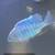 Cichlids 6 thumbnail
