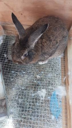 Rabbit lionhead 1