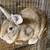 Rabbits 5 thumbnail