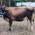 Jersey Cow in milk 1 thumbnail